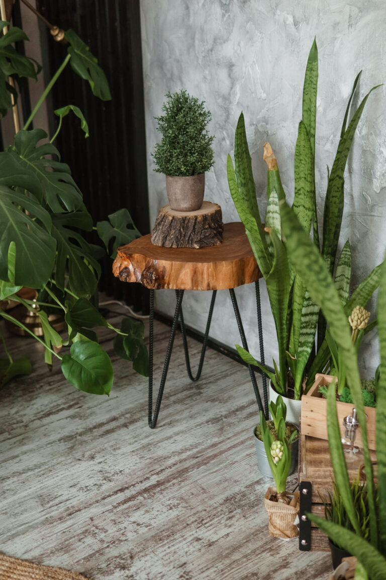 Small rustic live edge table in Ottawa with black metal legs, styled with plants in a cozy interior.